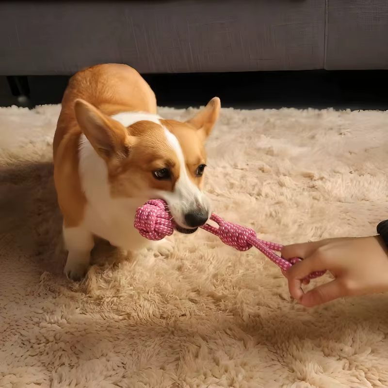 Jouets pour chiens de compagnie pour grands et petits chiens, corde en coton interactive, Mini jouets pour chiens, accessoires, brosse à dents, jouet à mâcher pour chiots