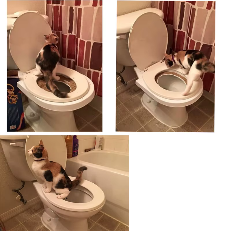 Kit d'entraînement de toilette réutilisable pour chat, universel, pot, chaton, système, formation, fournitures pour animaux de compagnie, escalCats Books